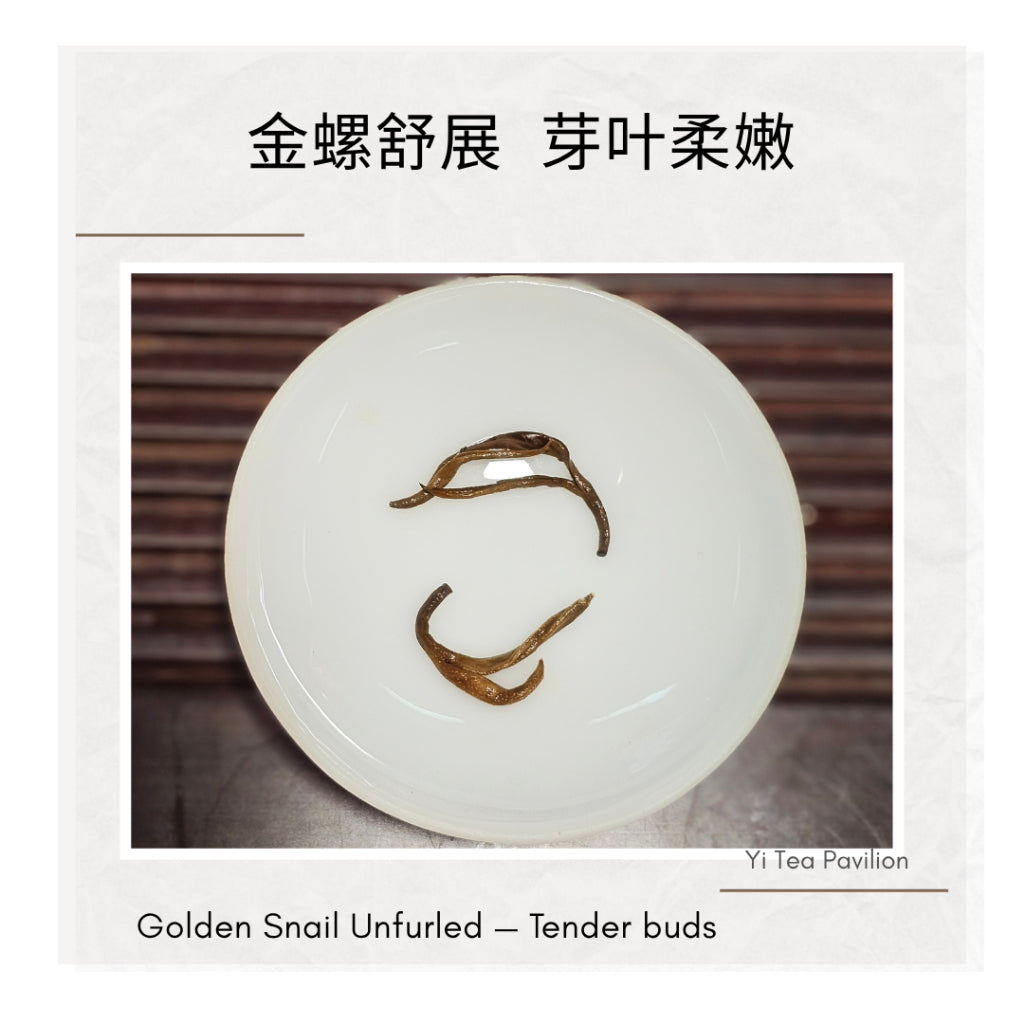 Yunnan Golden Snail Black Tea – Dian Hong Jin Luo 滇红金螺 | 100g Tin | First Grade