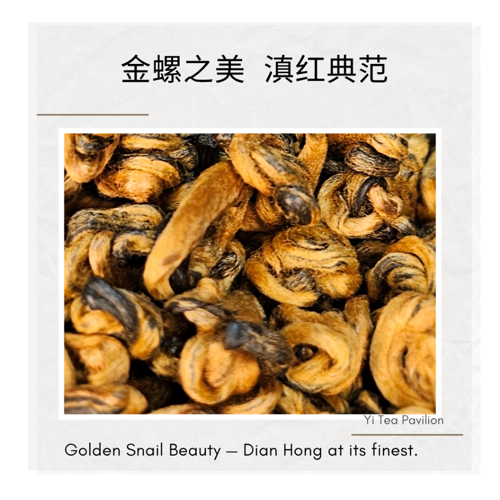 Yunnan Golden Snail Black Tea – Dian Hong Jin Luo 滇红金螺 | 100g Tin | First Grade