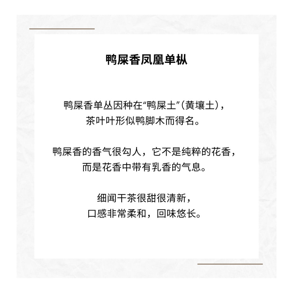 Ya Shi Xiang Dancong Tea Feng Huang Oolong Chinese Tea Duck Shit Aroma Dancong Tea 凤凰单枞 鸭屎香 乌龙茶