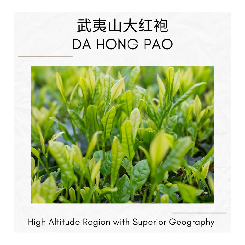 DA HONG PAO Wuyi Mountain | Strong Aroma | Individually Pack | 武夷山大红袍 浓香 独立包装散茶