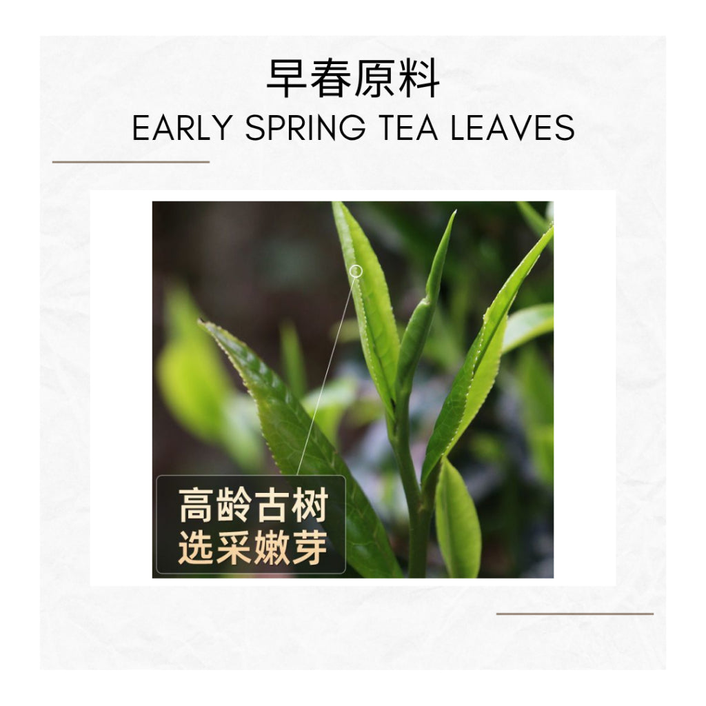Jing Mai Ancient Tree Raw Puer Sheng Puer - Enhancing Your Tea Experience 景迈300年古树兰花香生普洱散茶 80g