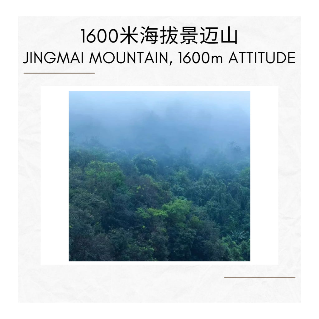 Jing Mai Ancient Tree Raw Puer Sheng Puer - Enhancing Your Tea Experience 景迈300年古树兰花香生普洱散茶 80g