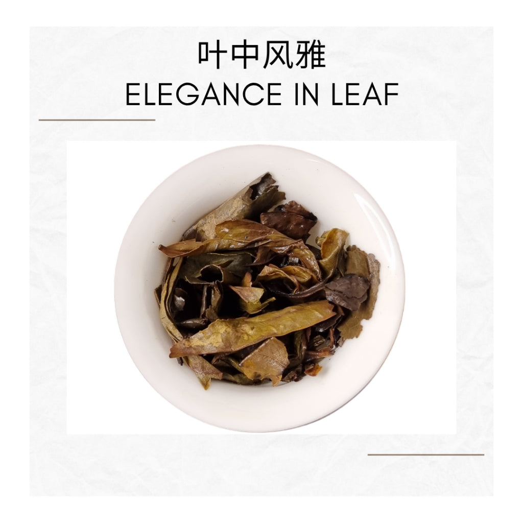 Ya Shi Xiang Dancong Tea Feng Huang Oolong Chinese Tea Duck Shit Aroma Dancong Tea 凤凰单枞 鸭屎香 乌龙茶