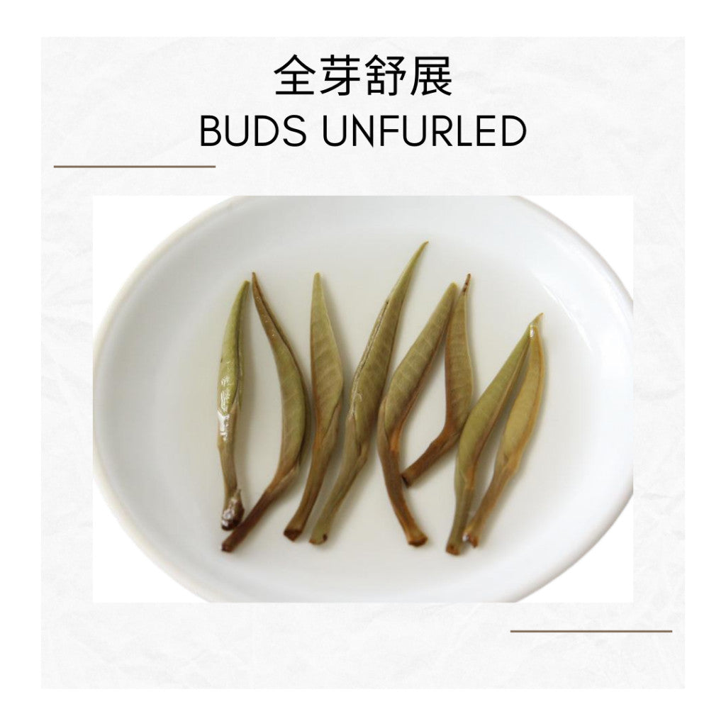 2020  Moonlight White Tea Cake | Yue Guang Bai | 100% Buds | 80g Tin | 月光白 全芽头白茶饼 | 白毫银针 | 80克罐装